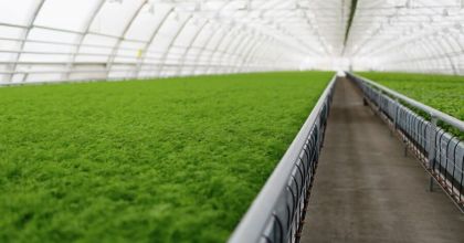 Транспортерные ленты в сельском хозяйстве: от сбора урожая до упаковки Транспортерные ленты в сельском хозяйстве: от сбора урожая до упаковки